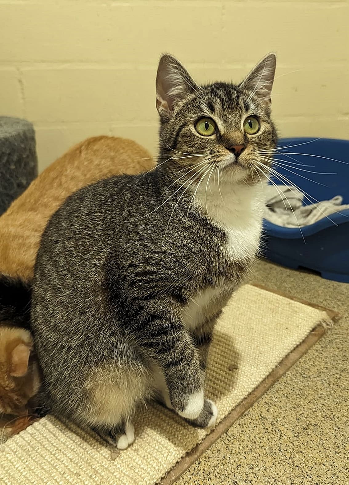 Foto von bezaubernde schüchterne Trixie (feline Coronavirus-Trägerin)