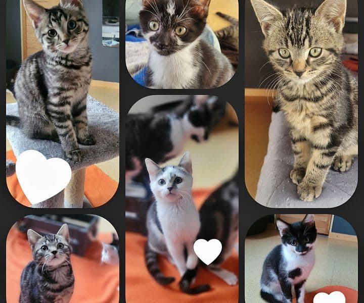 Foto von Trixies Pflegekätzchen suchen ein behütetes Zuhause (mit Video)