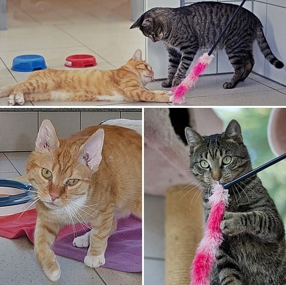 Zwei Sorgenkatzen weniger :-)