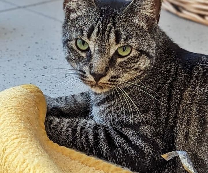 Foto von schüchterner Tiger Tylor