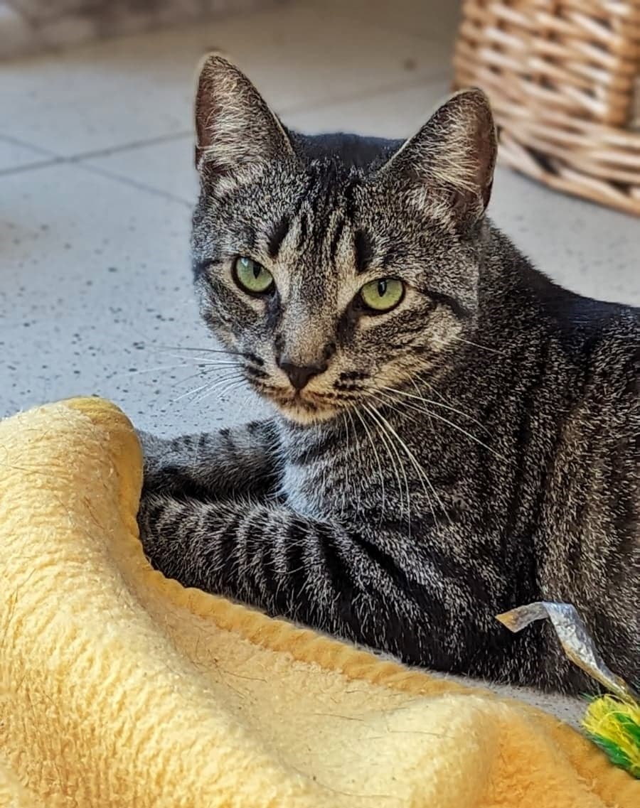 Foto von schüchterner Tiger Tylor