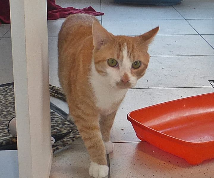 Foto von Rottiger Urmel ist eine Schönheit