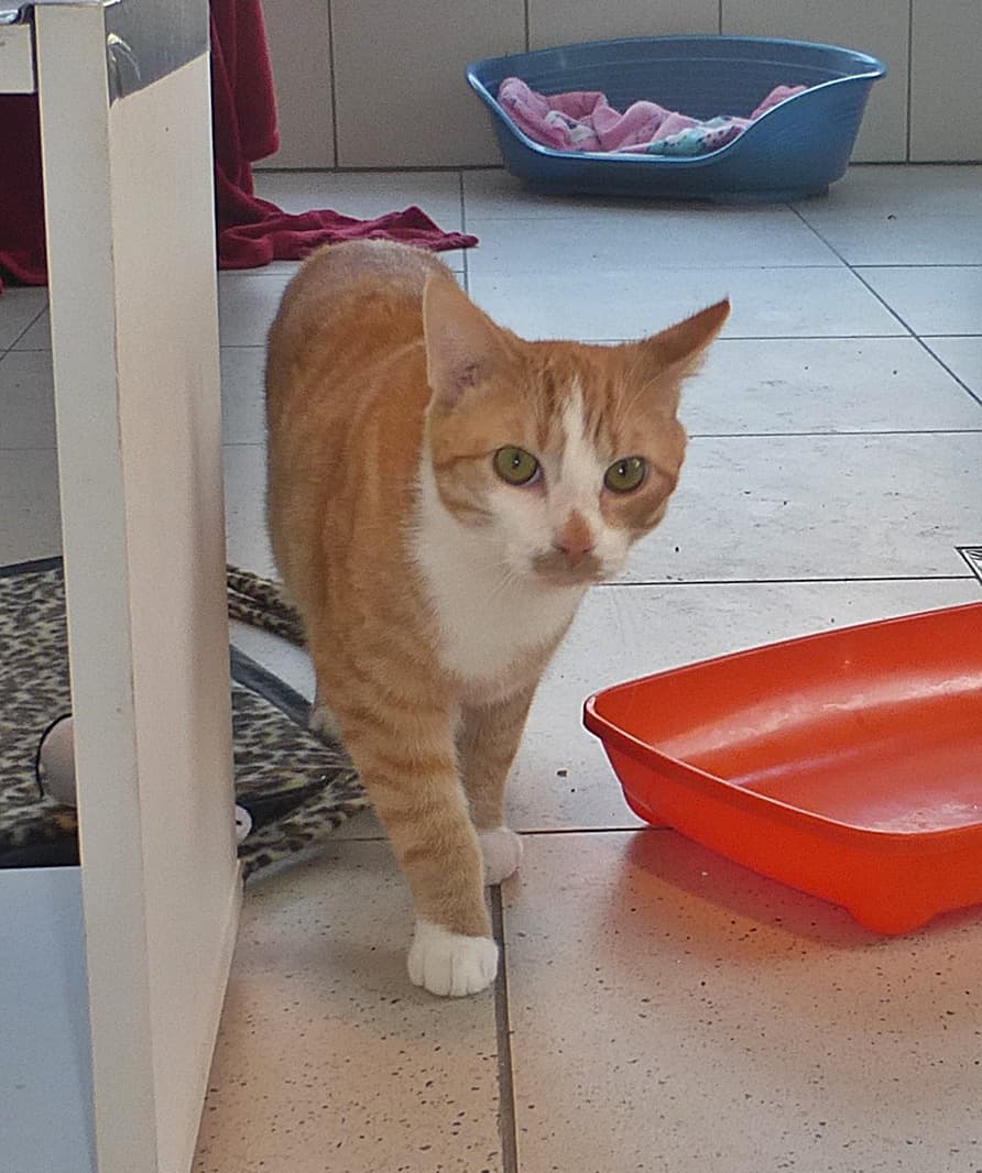 Foto von Rottiger Urmel ist eine Schönheit