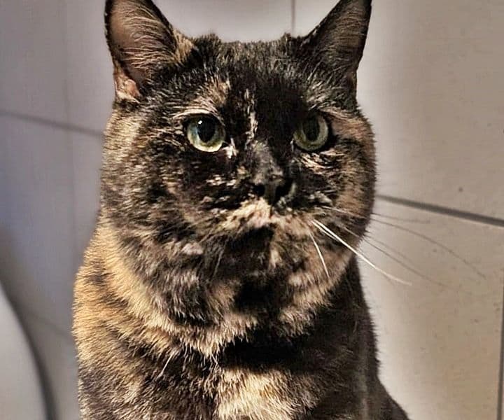 Foto von Junge Mama-Katze Vaiana