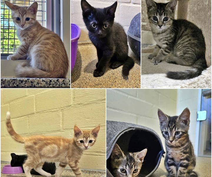 Foto von Vaianas sechs Kitten (fünf sind vermittelt)