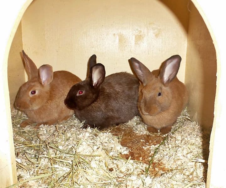 Foto von Langohr-Trio Veni, Vidi und Vici