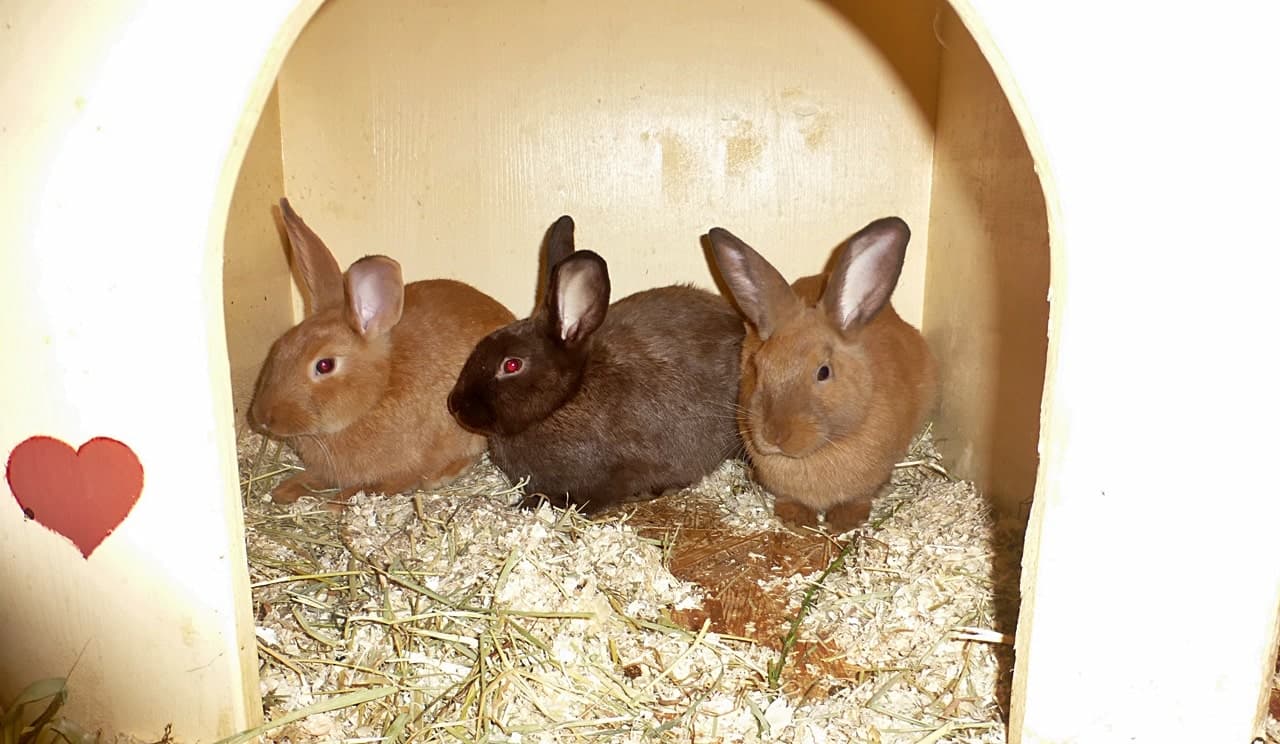 Foto von Langohr-Trio Veni, Vidi und Vici