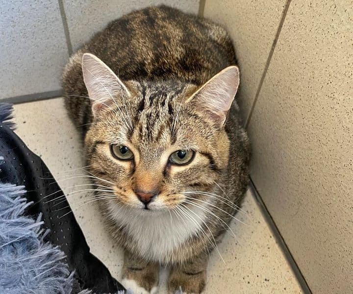 Foto von Tigerkater Walden sucht seine Familie