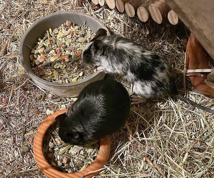 Foto von Wanja und Xenia, zutrauliche Degu-Mädchen