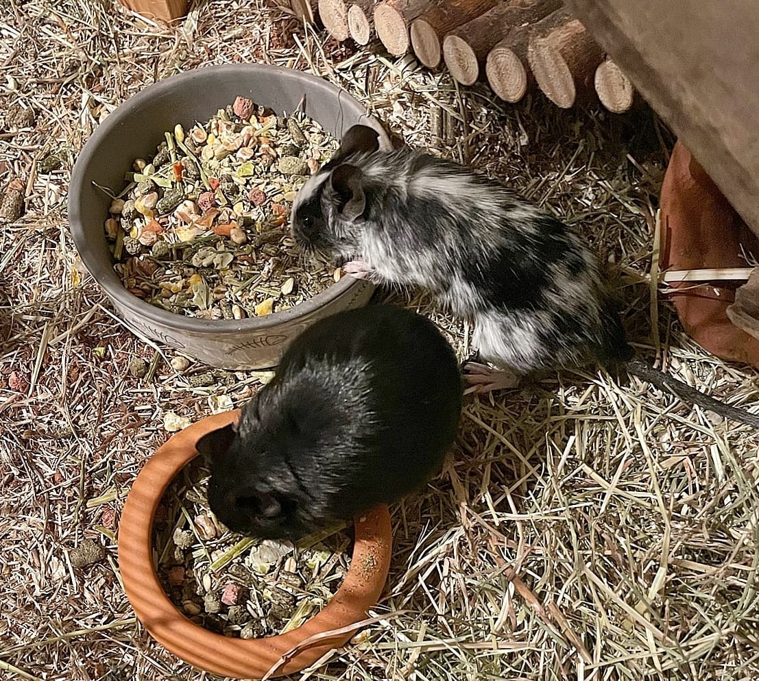 Foto von Wanja und Xenia, zutrauliche Degu-Mädchen