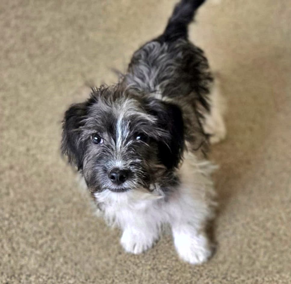 Foto von aufgeweckter kleiner Watson