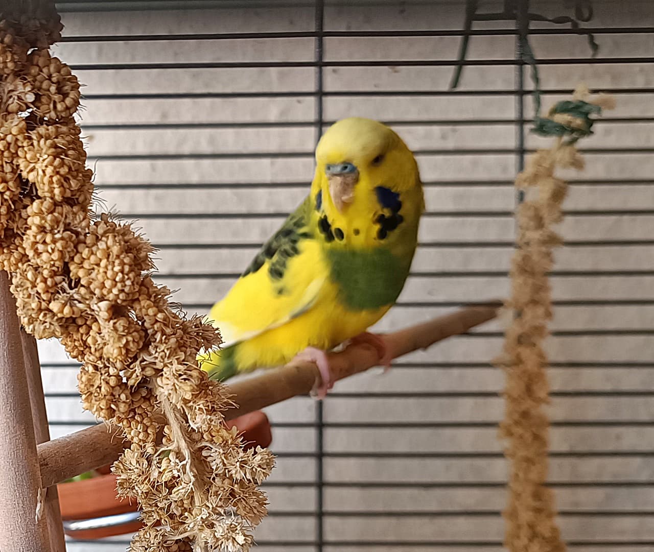 Foto von schöner gelb-grüner Wellihahn Nicki