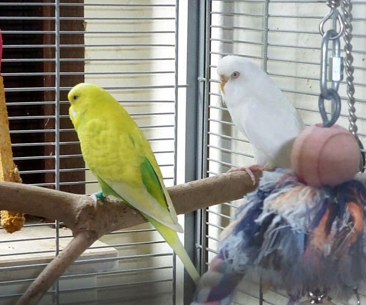 Foto von niedliches Wellensittich-Pärchen