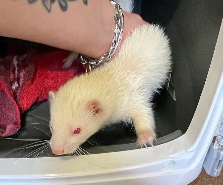 Foto von White, unser zahmes Albinofrettchen