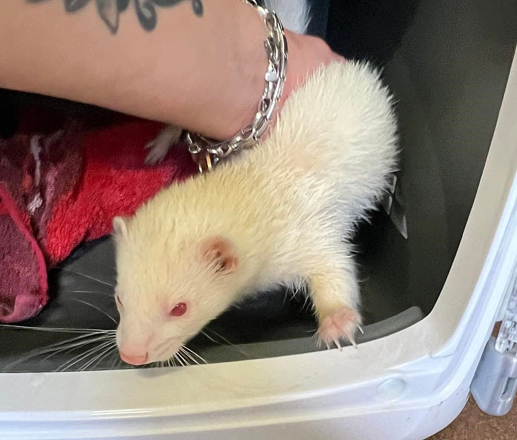 Foto von White, unser zahmes Albinofrettchen
