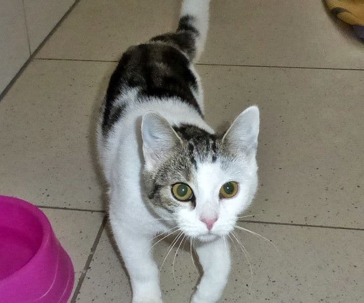 Foto von die kleine Wibbel ist noch schüchtern (feliner Coronaträger)