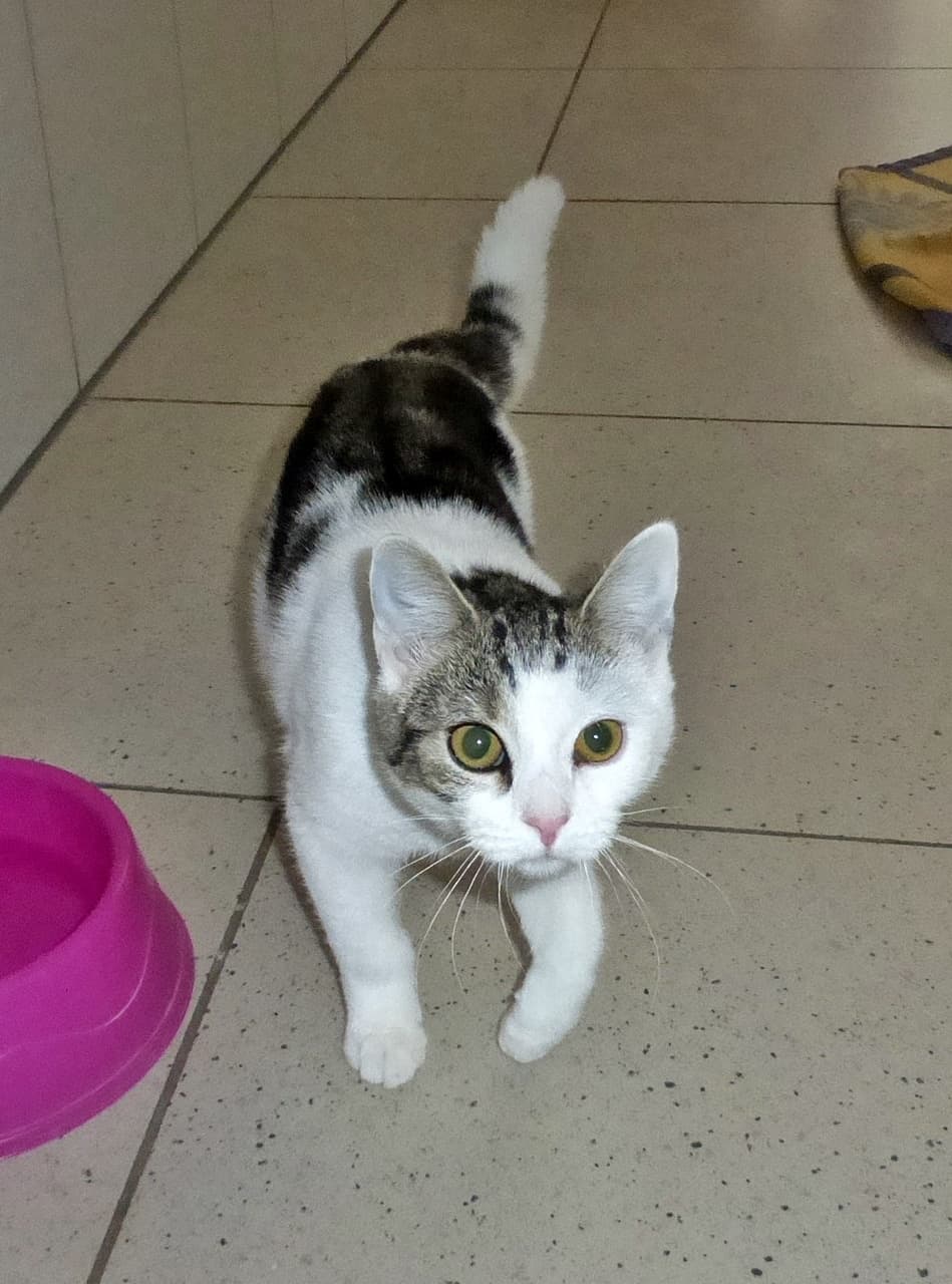 Foto von die kleine Wibbel ist noch schüchtern (feliner Coronaträger)