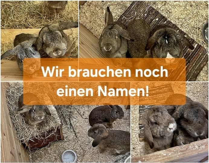 Spendenaktion zugunsten unserer 12 Zwergwidder