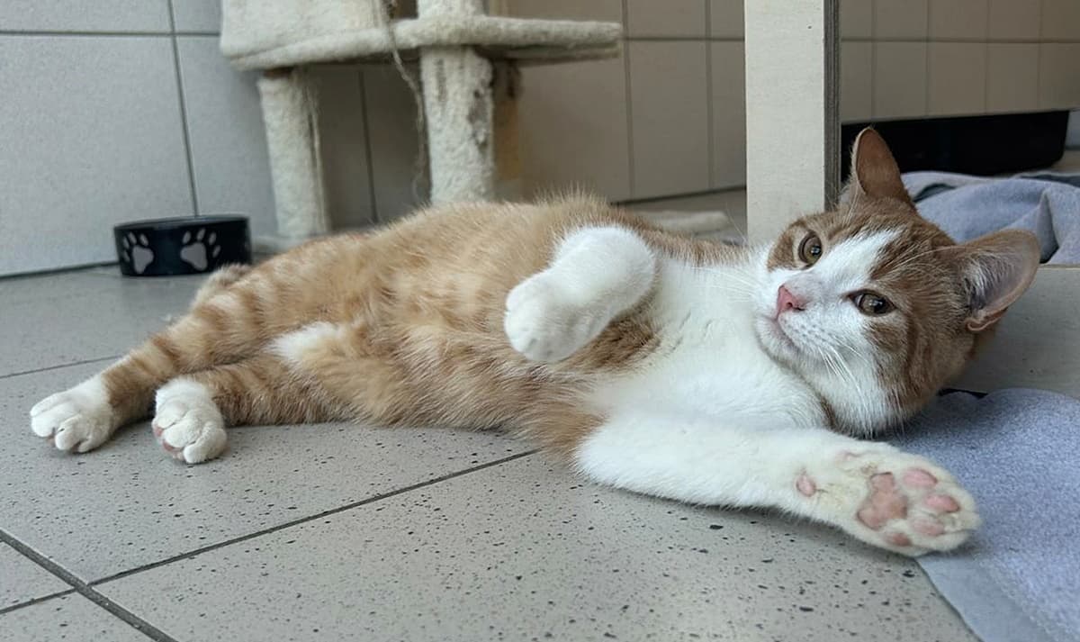 Foto von Traumkater Willi