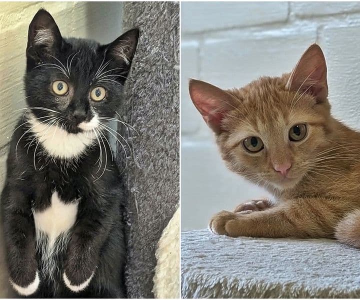 Foto von Willow und Wood sind Freunde