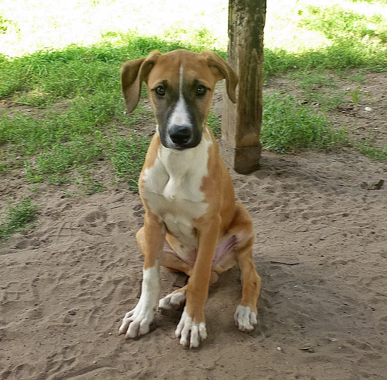Foto von Windhundwelpe mit großer Blesse (Charly)