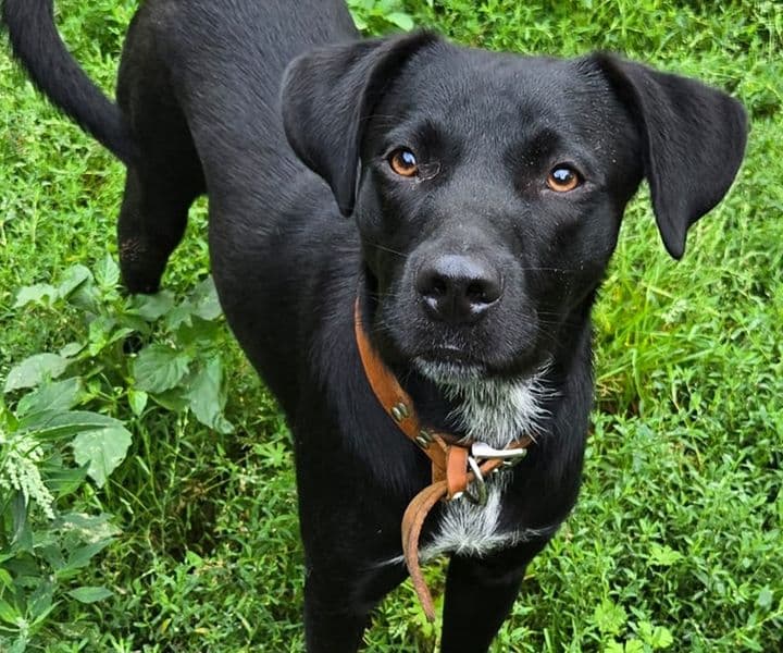 Foto von Woody, unser Gute-Laune-Hund