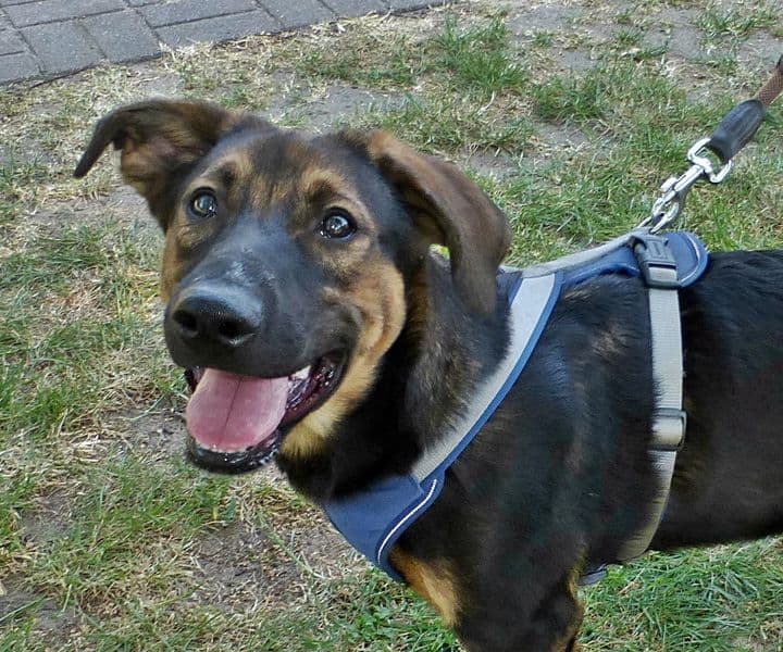 Foto von Woody, unser aufmerksamer Rohdiamant (mit Video)