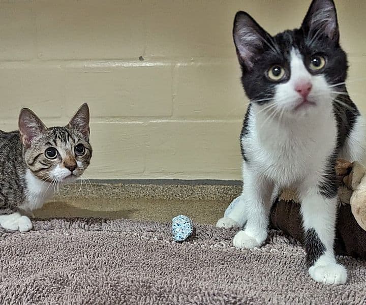 Foto von Würzel und Thorin sind wie Brüder