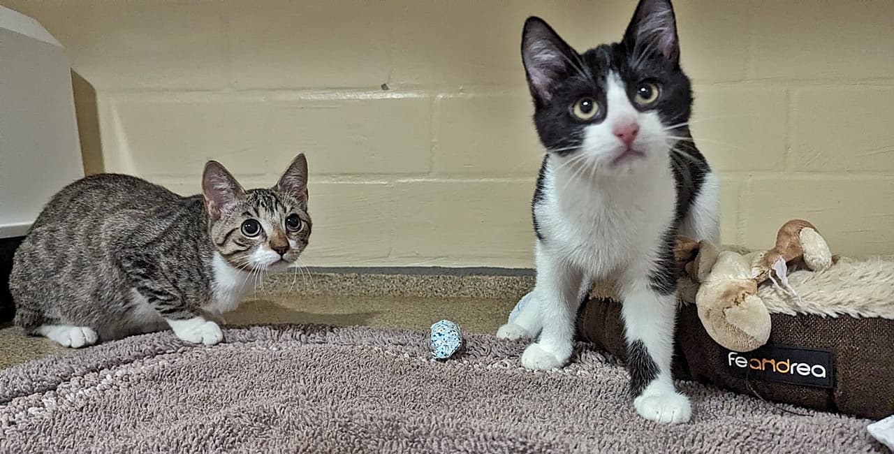 Foto von Würzel und Thorin sind wie Brüder
