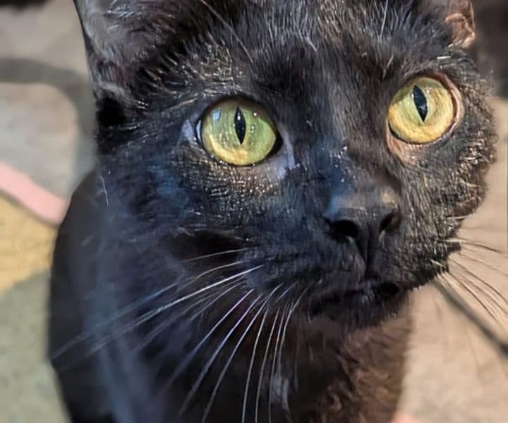 Foto von Liebes Katzenmädchen Yara