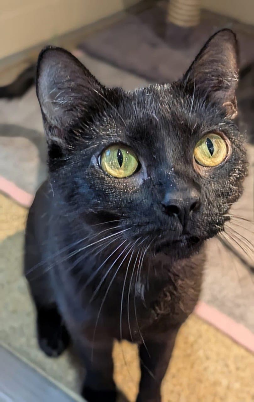 Foto von Liebes Katzenmädchen Yara