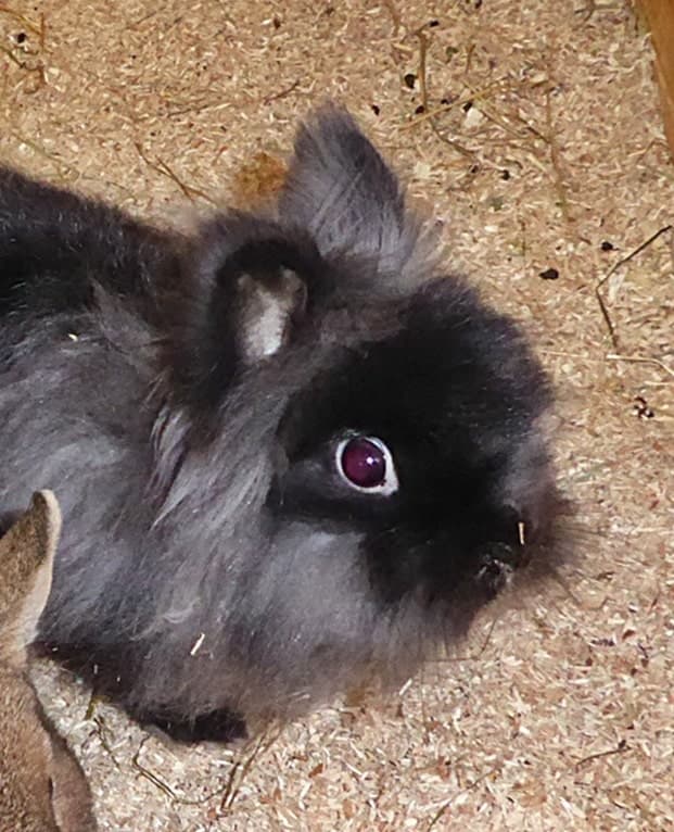 Foto von Kleine wuschelige Yennefer