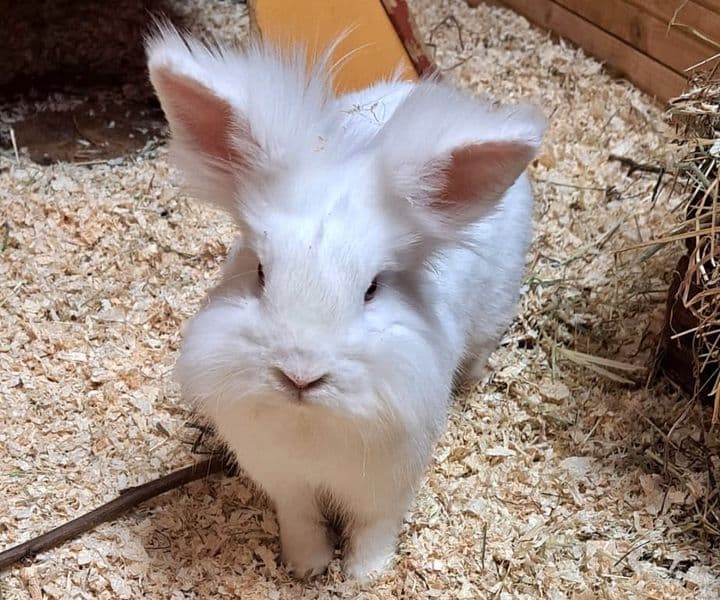 Foto von außergewöhnlicher Yuki