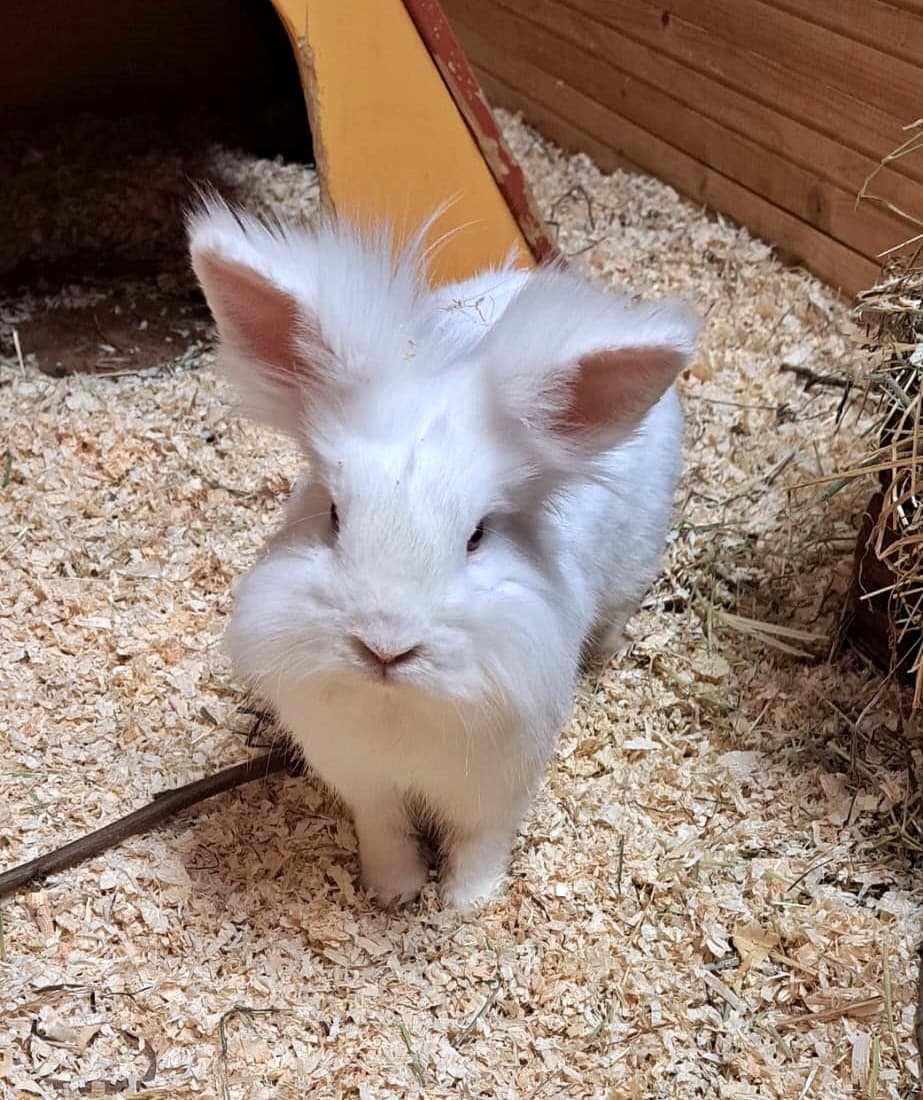 Foto von außergewöhnlicher Yuki