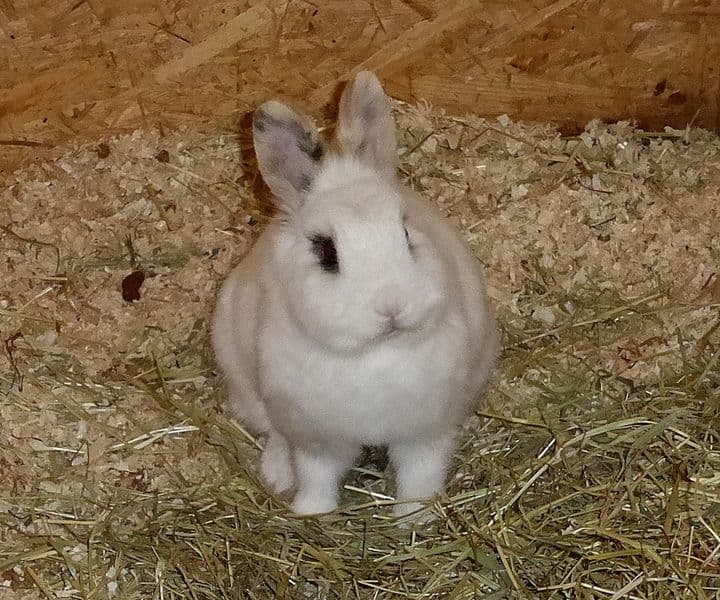 Foto von Schüchterne Zelda