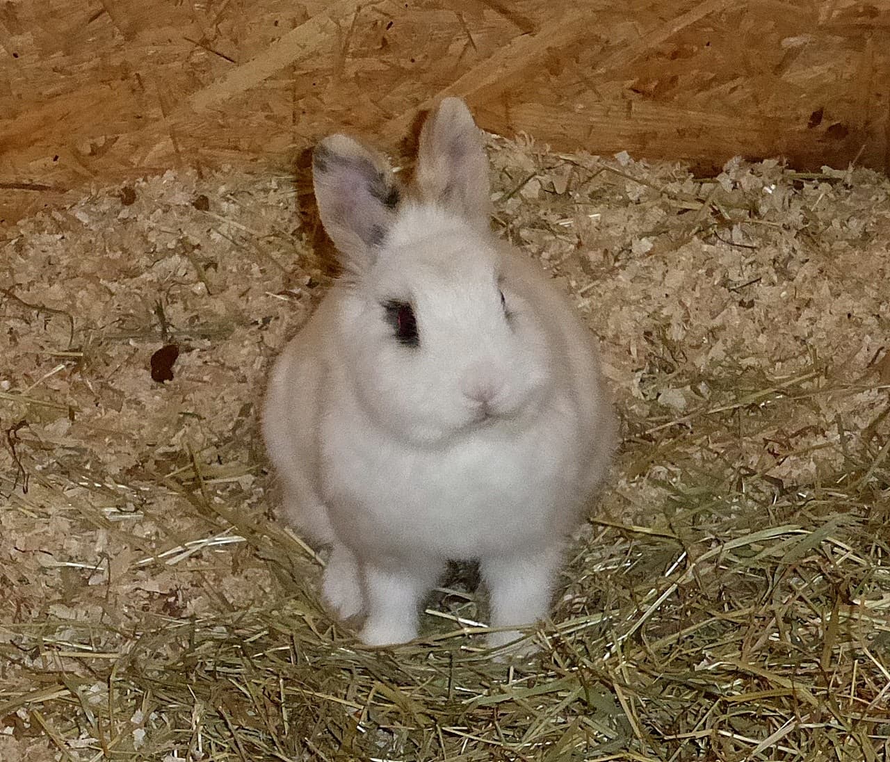 Foto von Schüchterne Zelda