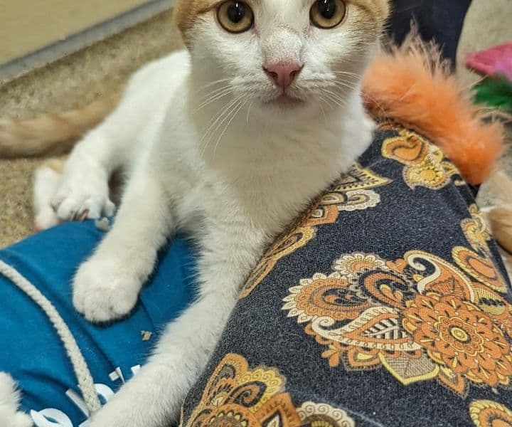 Foto von Zander und Zingel sind wunderschöne Zwillinge (Zober ist vermittelt) (feline Coronavirus-Träger)