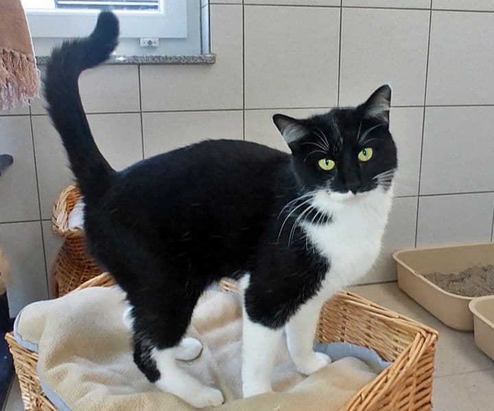 Foto von lieber ausgeglichener Zorro