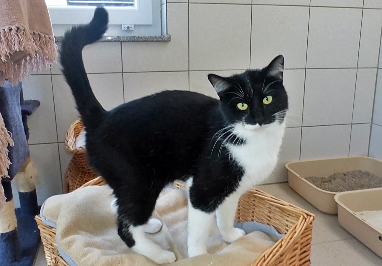 Foto von lieber ausgeglichener Zorro