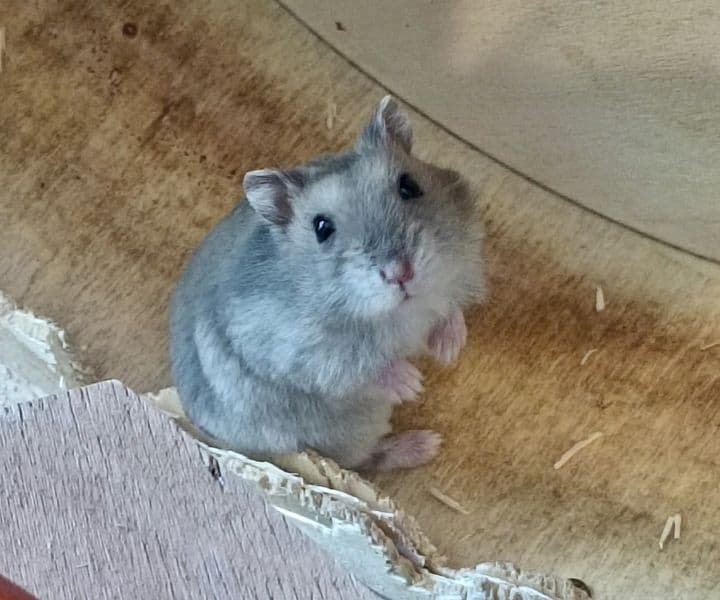 Foto von Zwerghamster Goldi sucht ihr Glück