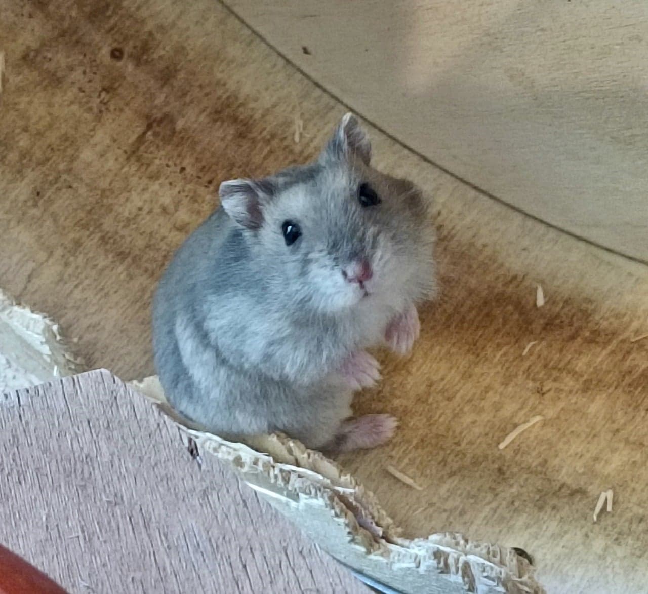 Foto von Zwerghamster Goldi sucht ihr Glück