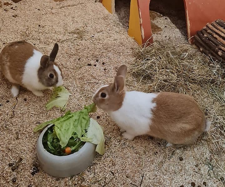 Foto von Chef und Brummbär