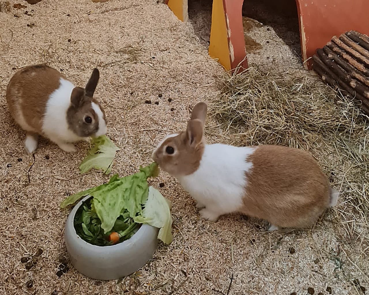 Foto von Chef und Brummbär