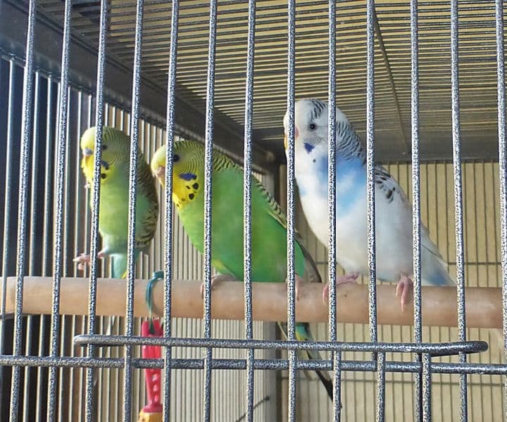 Foto von tolles Wellensittich-Trio