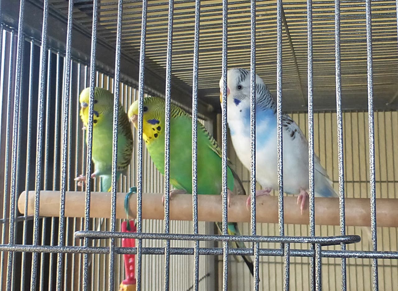 Foto von tolles Wellensittich-Trio