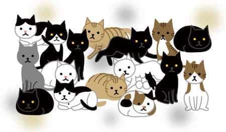 Wir "ersticken" in Fundkatzen!