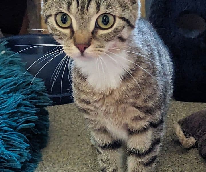 Foto von unsere "wilde" Hilde möchte ankommen (feline Coronavirus-Trägerin)