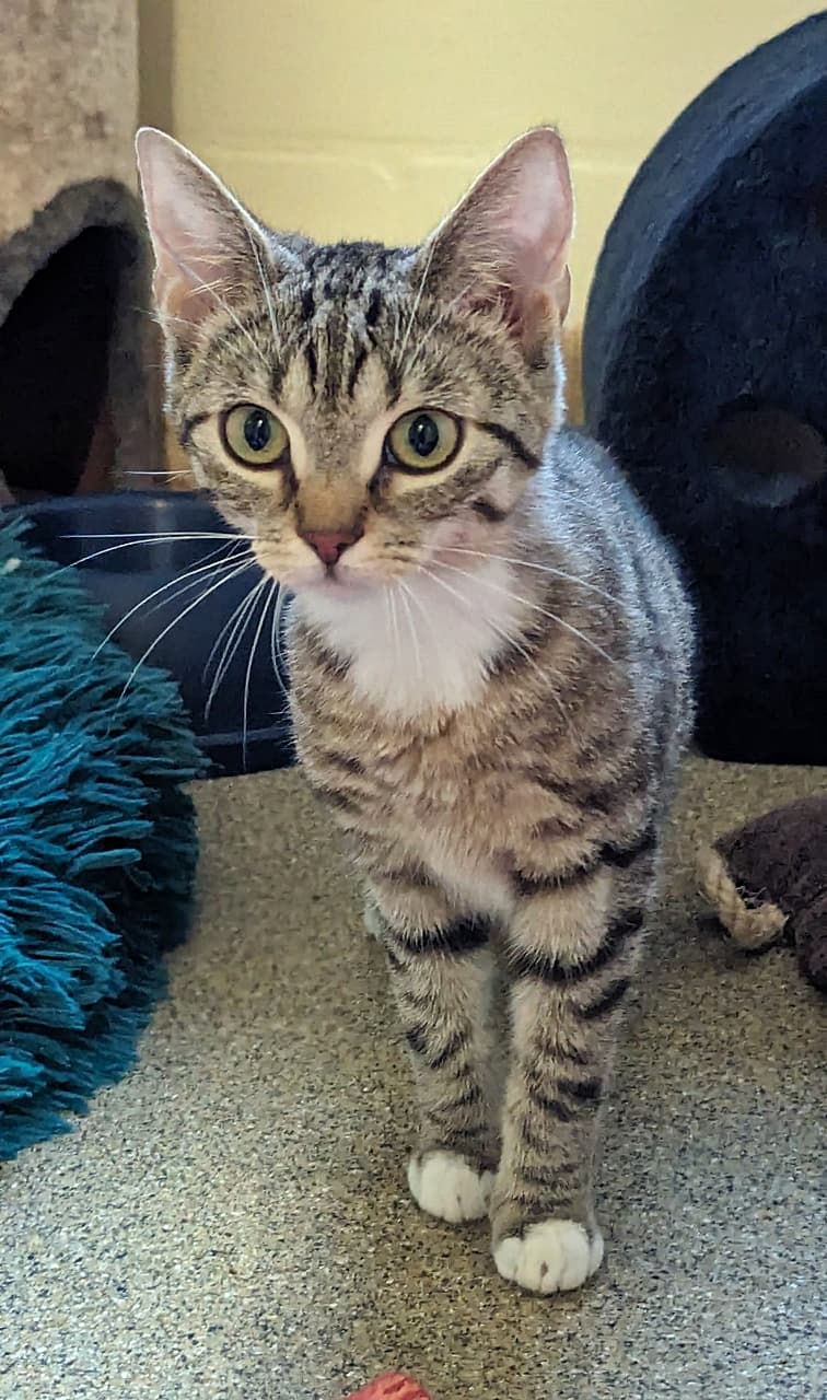 Foto von unsere "wilde" Hilde möchte ankommen (feline Coronavirus-Trägerin)
