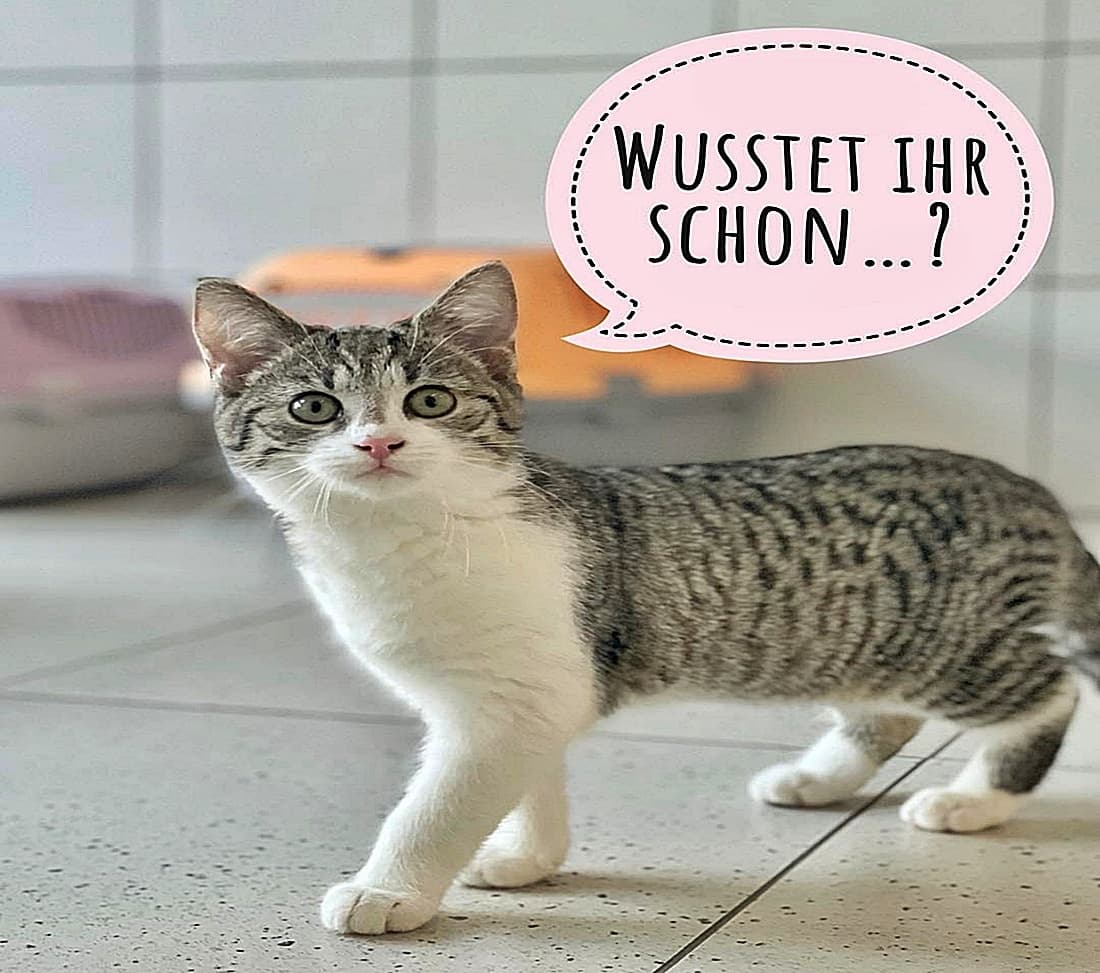 Katzenbesitzer, aufgepasst!