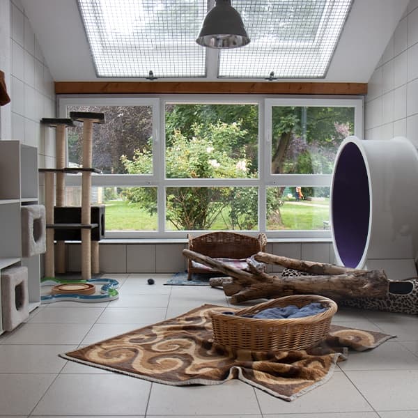 Katzenzimmer im Katzenhaus